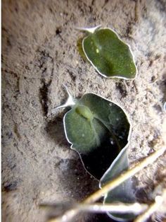 three plants growing out of the ground next to each other on top of some dirt