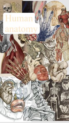 an image of human anatomy with pictures and text