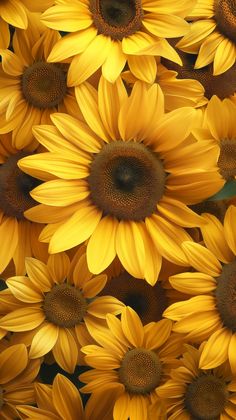 a bunch of sunflowers that are yellow and brown in color, all together