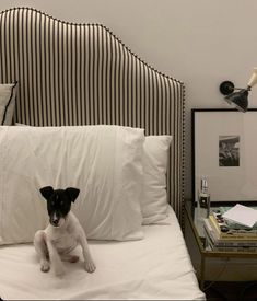 a black and white dog sitting on top of a bed next to two framed pictures