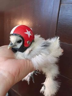 a small bird with a red helmet on it's head is being held by someone