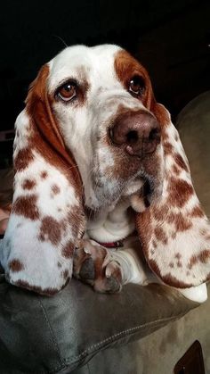 a brown and white dog laying on top of a couch