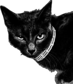 a black and white photo of a cat with pearls on it's collar looking at the camera