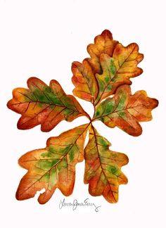 watercolor painting of an oak leaf