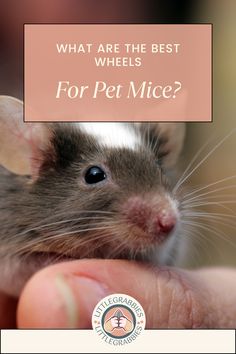 a person holding a rat with the caption what are the best wheels for pet mice?