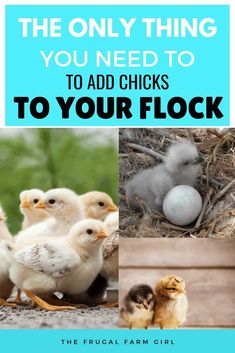 the only thing you need to add chicks to your flock