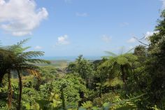 trees and plants are in the foreground with an ocean in the backgroud