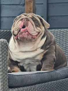 a dog sitting on top of a chair with it's mouth open and tongue out