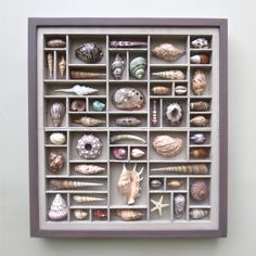 a shadow box filled with shells and seashells on a white wall next to a window