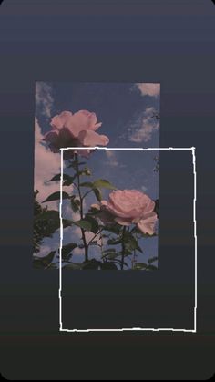 two pink roses in the middle of a blue sky with some white clouds behind them