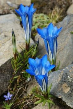 three blue flowers growing out of some rocks