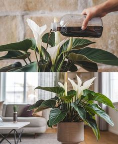 a person is pouring water into a potted plant