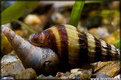 a close up of a snail on some rocks