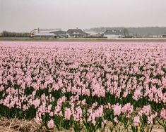 a large field full of pink flowers in the middle of it's own land