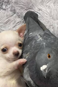 a small dog is holding on to a pigeon