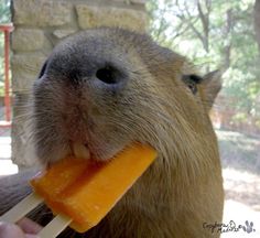 a capybara is eating a piece of carrot