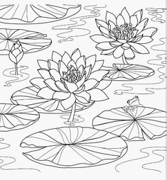 a coloring page with water lilies and lily pads