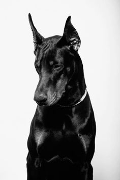 a black dog sitting in front of a white background