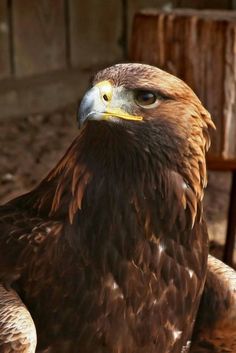 an eagle is sitting on the ground in front of a wooden bench and looking at the camera