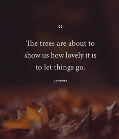 the trees are about to show us how lovely it is to let things go - unknown