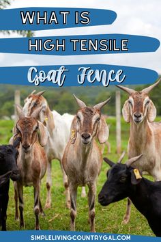 goats with the words what is high tense goat fence?