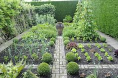 a garden with many different types of plants