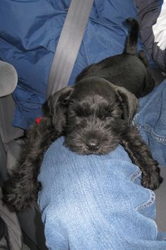 a small black dog laying on top of someone's leg in a car seat