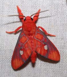 a red and gray moth sitting on top of a white cloth