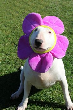 a white dog with a purple flower on its head is sitting in the green grass