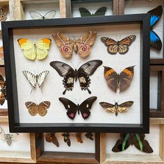 a group of butterflies are displayed in a shadow box