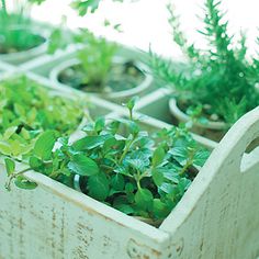 several trays filled with different types of plants