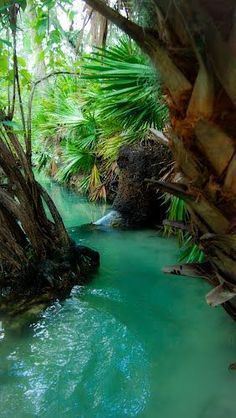 a river running through a lush green forest filled with lots of trees and water flowing down it