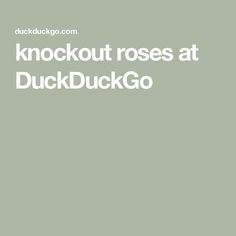 the words knockout roses at duckduckgo written in white on a green background