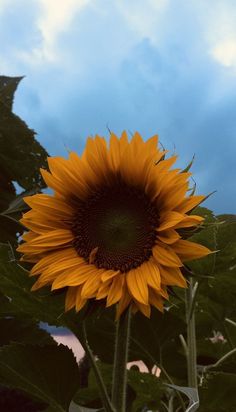 a large yellow sunflower standing in the middle of a field