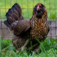 a brown and black chicken standing on top of green grass next to a wire fence