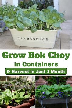 there are many different types of plants in the planter and it's name is grow book choy