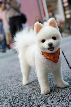 a small white dog with an orange bandana on it's neck standing in the street