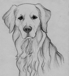 Golden Retriever Dog Drawing with Sketch Pencil Easy Golden Retriever Drawing, Easy Pencil Drawings, Realistic Animal Drawings, Animal Drawings Sketches, Dog Sketch, Art Drawings Sketches Creative, Pencil Art Drawings, Animal Sketches, Dog Drawing