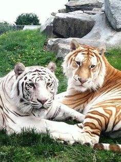 two white and brown tigers laying in the grass