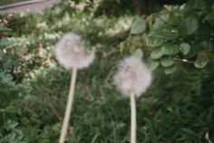 two dandelions blowing in the wind near some grass and bushes with green leaves