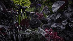 an assortment of flowers in a garden with dark foliage and green plants behind them,