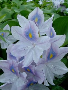 blue and white flowers with green leaves in the background