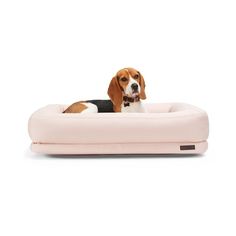 a beagle dog laying on top of a pink bed in front of a white background