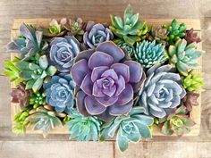 an arrangement of succulents in a wooden tray