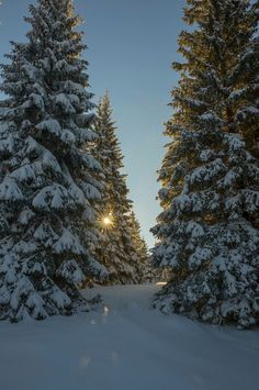 the sun shines through the trees on a snowy path between two evergreen forest covered in snow