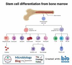 a diagram showing the structure of a bone