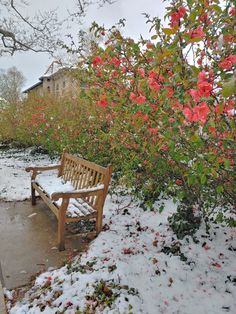 a wooden bench sitting in the snow next to some bushes and trees with pink flowers