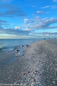 people are walking along the beach with seagulls