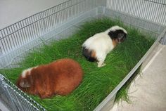 two guinea pigs are laying in the grass inside a caged area, one is brown and white