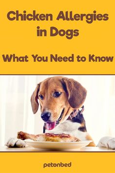 a dog sitting at a table with food in front of it and the title chicken allergies in dogs what you need to know